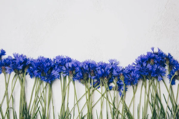 Ramo Acianos Azules Flores Verano Sobre Fondo Blanco Fondo Floral — Foto de Stock