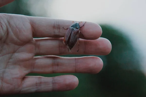 Maikäfer Auf Einem Weiblichen Finger Weicher Grüner Hintergrund Käfer Melolontha — Stockfoto