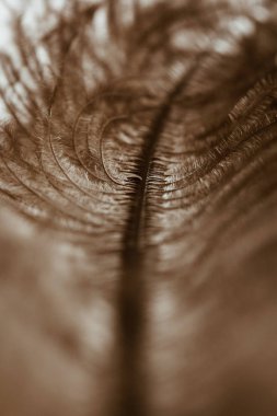 kahverengi devekuşu tüyü yakın kadar makro bulanık beyaz zemin üzerine