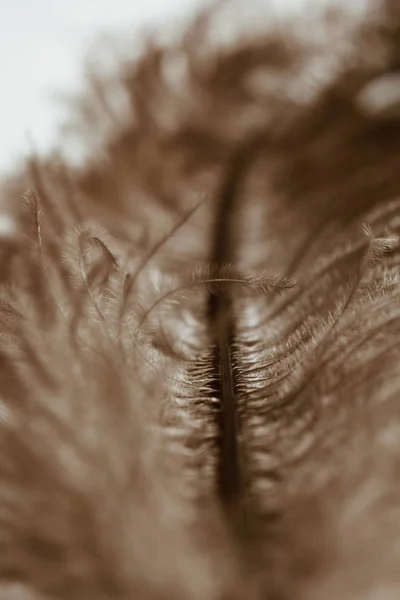 Penas de avestruz marrom perto, macro em um fundo branco borrado — Fotografia de Stock