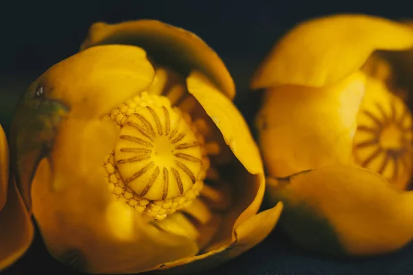 Buquê de flor de lírio amarelo com folha verde. recém-rasgado. perto no fundo preto de tecido. Lótus amarelo. Planta desaparecida, livro de dados vermelho. composição da flor. Deitado plano, vista superior . — Fotografia de Stock