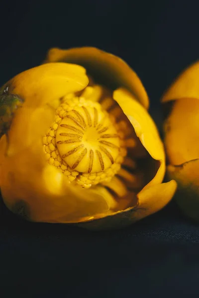 Buquê de flor de lírio amarelo com folha verde. recém-rasgado. perto no fundo preto de tecido. Lótus amarelo. Planta desaparecida, livro de dados vermelho. composição da flor. Deitado plano, vista superior . — Fotografia de Stock