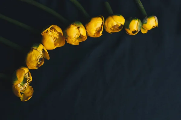 Buquê de flor de lírio amarelo com folha verde. recém-rasgado. perto no fundo preto de tecido. Lótus amarelo. Planta desaparecida, livro de dados vermelho. composição da flor. Deitado plano, vista superior . — Fotografia de Stock