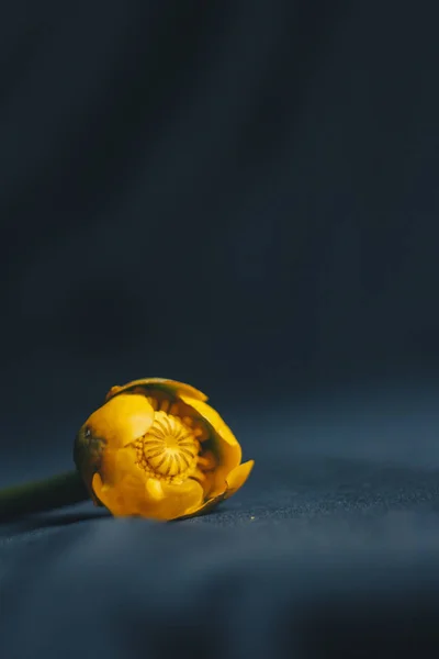 Boeket van gele waterlily bloem met groen blad. vers geript omhoog. Close-up op zwarte achtergrond van weefsel. gele lotus. verdwijnende plant, rode data boek. samenstelling van de bloem. Plat lag, top uitzicht. — Stockfoto