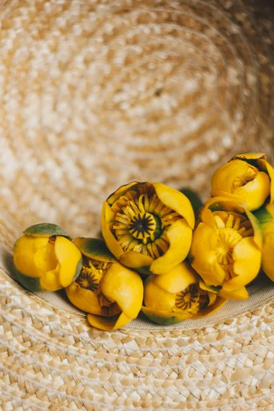 Bouquet aus gelben Seerosenblüten mit grünem Blatt. Frisch aufgerissen. im Strohhut. Nahaufnahme auf schwarzem Hintergrund aus Stoff. Gelber Lotus. Verschwindende Anlage, rotes Datenbuch. Blütenzusammensetzung flach liegend — Stockfoto