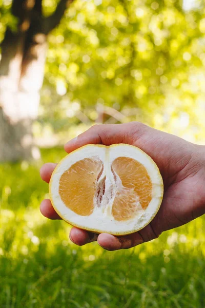 Man holds in his hand half of the cuted yellow orange on the background of trees in the park and green grass. sunny day, summer. citrus closeup. — Stock Photo, Image