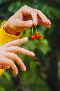 adam onun el iki kiraz ağaçları park ve yeşil çim zemin üzerine ince bir dal için tutar. güneşli bir gün, yaz. meyve tatlı.