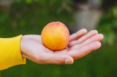 adam onun el olgun şeftali ağaçları park ve yeşil çim arka plan üzerinde tutar. güneşli bir gün, yaz. meyve tatlı.