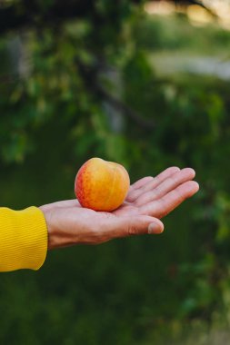 adam onun el olgun şeftali ağaçları park ve yeşil çim arka plan üzerinde tutar. güneşli bir gün, yaz. meyve tatlı.
