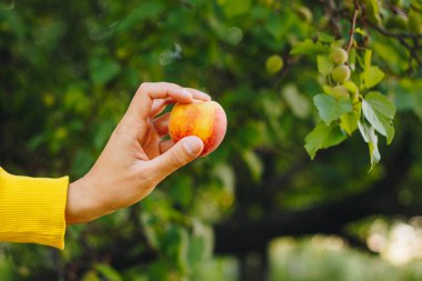adam onun el olgun şeftali ağaçları park ve yeşil çim arka plan üzerinde tutar. güneşli bir gün, yaz. meyve tatlı.