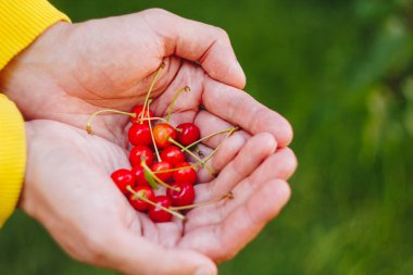 bir adamın elini çim bir arka plan üzerinde kırmızı bir tatlı kiraz dal ve bir vinelet ile bir taze çekilmiş olgun meyve tutuyor. yakın çekim. yaz. üzerinde arka plan bulanık.