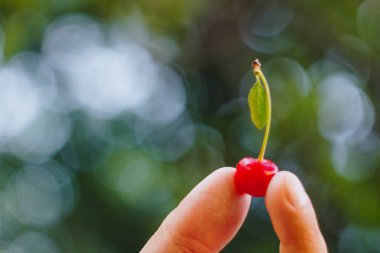 bir adamın elini çim bir arka plan üzerinde kırmızı bir tatlı kiraz dal ve bir vinelet ile bir taze çekilmiş olgun meyve tutuyor. yakın çekim. yaz. üzerinde arka plan bulanık.
