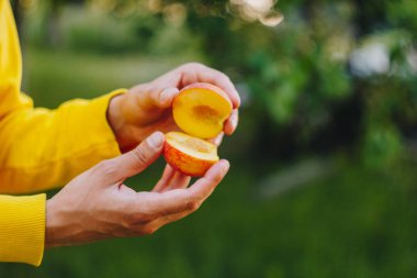 bir erkek eli taze çekilmiş olgun şeftali meyve çim ve ağaçların çerçevede bir iki parça halinde kesilmiş bir kemik ile tutar. yakın çekim. yaz. üzerinde arka plan bulanık. organik bahçe