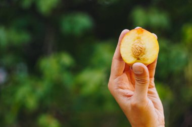 bir erkek eli taze çekilmiş olgun şeftali meyve çim ve ağaçların çerçevede bir iki parça halinde kesilmiş bir kemik ile tutar. yakın çekim. yaz. üzerinde arka plan bulanık. organik bahçe