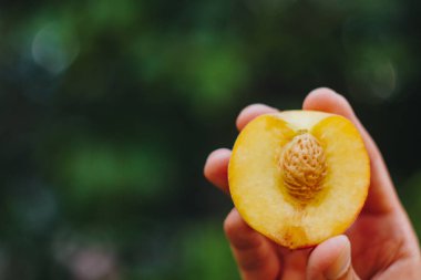 bir erkek eli taze çekilmiş olgun şeftali meyve çim ve ağaçların çerçevede bir iki parça halinde kesilmiş bir kemik ile tutar. yakın çekim. yaz. üzerinde arka plan bulanık. organik bahçe