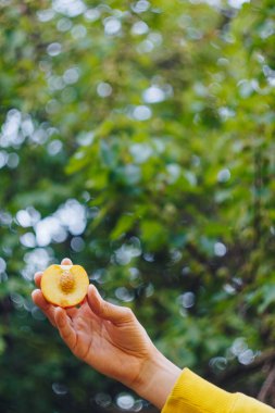 bir erkek eli taze çekilmiş olgun şeftali meyve çim ve ağaçların çerçevede bir iki parça halinde kesilmiş bir kemik ile tutar. yakın çekim. yaz. üzerinde arka plan bulanık. organik bahçe
