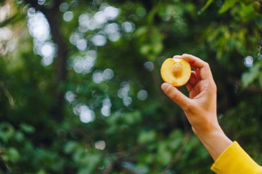 bir erkek eli taze çekilmiş olgun şeftali meyve çim ve ağaçların çerçevede bir iki parça halinde kesilmiş bir kemik ile tutar. yakın çekim. yaz. üzerinde arka plan bulanık. organik bahçe