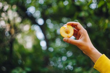 bir erkek eli taze çekilmiş olgun şeftali meyve çim ve ağaçların çerçevede bir iki parça halinde kesilmiş bir kemik ile tutar. yakın çekim. yaz. üzerinde arka plan bulanık. organik bahçe