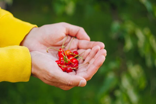 A man's hand is holding a freshly picked ripe fruit of a red sweet cherry with sprigs and a vinelet on a background of grass. close-up. summer. on blurred background. — Stock Photo, Image