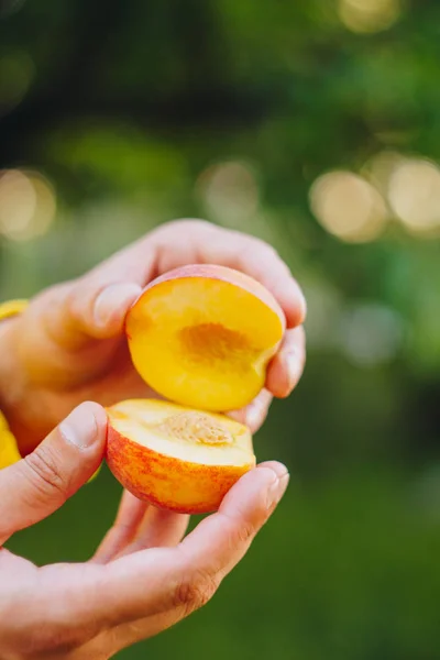 In der Hand hält ein Mann eine frisch gepflückte reife Pfirsichfrucht mit einem in zwei Stücke geschnittenen Knochen vor einem Hintergrund aus Gras und Bäumen. Nahaufnahme. Sommer. auf verschwommenem Hintergrund. Bio-Garten — Stockfoto