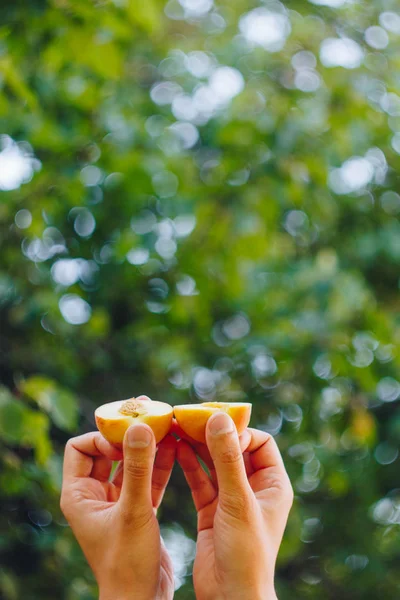 In der Hand hält ein Mann eine frisch gepflückte reife Pfirsichfrucht mit einem in zwei Stücke geschnittenen Knochen vor einem Hintergrund aus Gras und Bäumen. Nahaufnahme. Sommer. auf verschwommenem Hintergrund. Bio-Garten — Stockfoto