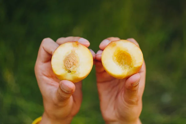 In der Hand hält ein Mann eine frisch gepflückte reife Pfirsichfrucht mit einem in zwei Stücke geschnittenen Knochen vor einem Hintergrund aus Gras und Bäumen. Nahaufnahme. Sommer. auf verschwommenem Hintergrund. Bio-Garten — Stockfoto