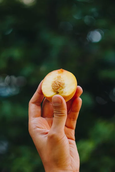 In der Hand hält ein Mann eine frisch gepflückte reife Pfirsichfrucht mit einem in zwei Stücke geschnittenen Knochen vor einem Hintergrund aus Gras und Bäumen. Nahaufnahme. Sommer. auf verschwommenem Hintergrund. Bio-Garten — Stockfoto