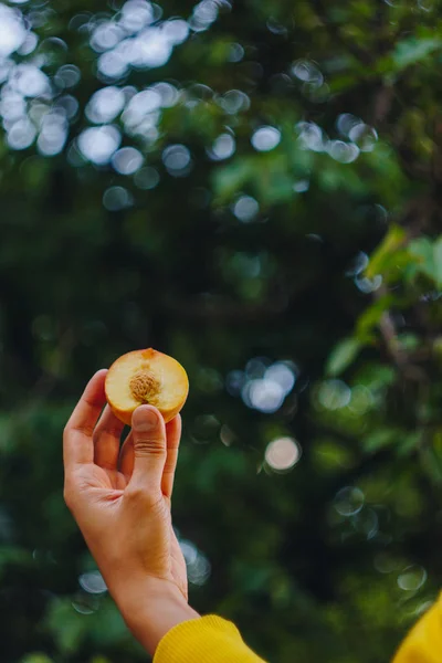 In der Hand hält ein Mann eine frisch gepflückte reife Pfirsichfrucht mit einem in zwei Stücke geschnittenen Knochen vor einem Hintergrund aus Gras und Bäumen. Nahaufnahme. Sommer. auf verschwommenem Hintergrund. Bio-Garten — Stockfoto