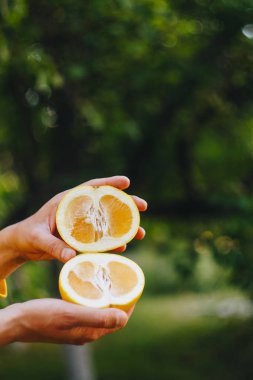 bir adam, ağaçların ve çimenlerin arka planına karşı yarı yarıya sarı bir narenciye kesilmiş iki yarısı tutuyor. sağlıklı yeme, uygun beslenme, organik gıda, yakın çekim, piknik, yaz