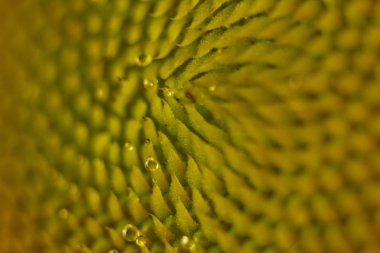 güzel sıcak polen sarı çiçekler bir olgunlaşmamış ayçiçeği yakın-up, üst görünüm, yaz, bir kartpostal için arka plan. Makro fotoğraf