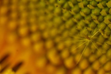 güzel sıcak polen sarı çiçekler bir olgunlaşmamış ayçiçeği yakın-up, üst görünüm, yaz, bir kartpostal için arka plan. Makro fotoğraf