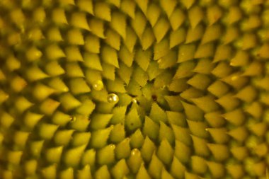 güzel sıcak polen sarı çiçekler bir olgunlaşmamış ayçiçeği yakın-up, üst görünüm, yaz, bir kartpostal için arka plan. Makro fotoğraf