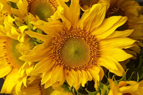 beautiful bouquet of pollen yellow flowers of an unripe sunflower with petals close-up, top view, summer, background for a postcard
