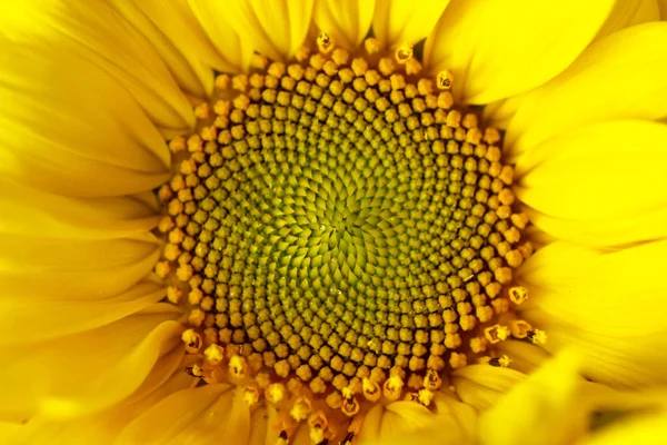 beautiful warm pollen yellow flowers of an unripe sunflower close-up, top view, summer, background for a postcard. macro photo