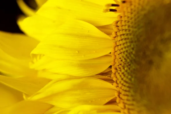 beautiful warm pollen yellow flowers of an unripe sunflower close-up, top view, summer, background for a postcard. macro photo