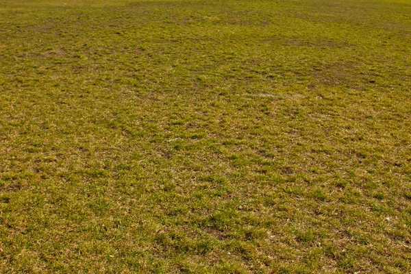 Grönt fint gräs på marken. en kort gräs matta. bakgrund textur närbild — Stockfoto