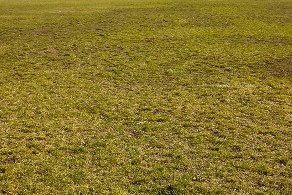 Grönt fint gräs på marken. en kort gräs matta. bakgrund textur närbild — Stockfoto