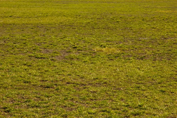 Grönt fint gräs på marken. en kort gräs matta. bakgrund textur närbild — Stockfoto