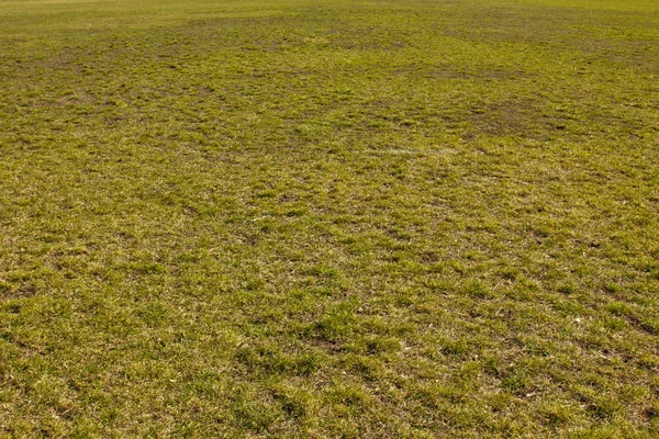 Field of green fine grass on the ground. short lawn. background texture closeup — Stock Photo, Image
