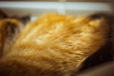 Tricolor kedi pencere üzerinde uyuyor. bej perdeler, Beyaz tül, camlar Panjur ile kapalıdır. güneşli bir gün üzerinde Evcil hayvan Chill.