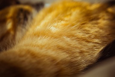 Tricolor kedi pencere üzerinde uyuyor. bej perdeler, Beyaz tül, camlar Panjur ile kapalıdır. güneşli bir gün üzerinde Evcil hayvan Chill.