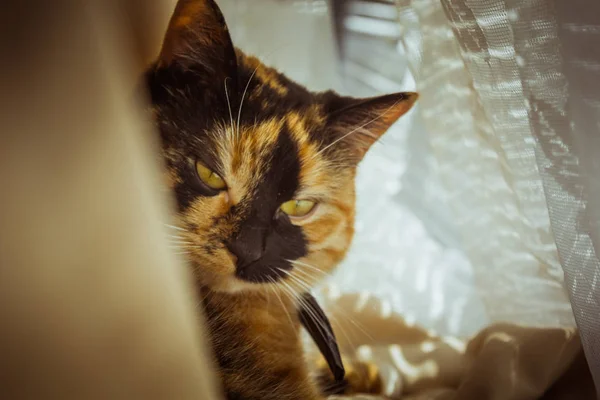 Gato tricolor encontra-se no peitoril da janela. cortinas bege, tule branco, janelas fechadas por persianas. closeup pet chill em um dia ensolarado . — Fotografia de Stock