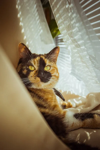 Gato tricolor encontra-se no peitoril da janela. cortinas bege, tule branco, janelas fechadas por persianas. closeup pet chill em um dia ensolarado . — Fotografia de Stock