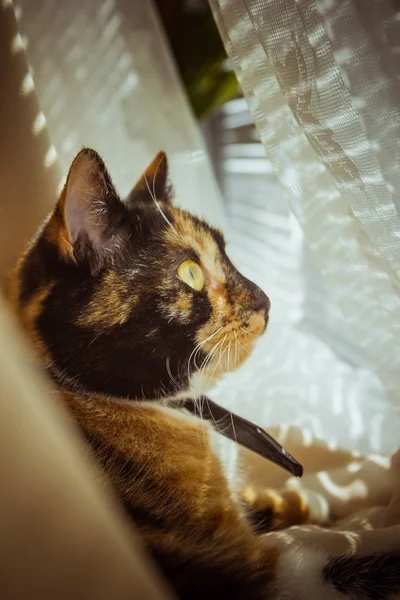 Tricolor macska fekszik az ablakpárkányon. bézs függöny, fehér tüll, ablakok zárva a redőnyök. Vértes kisállat hideg egy napsütéses napon. — Stock Fotó