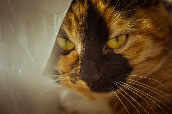 Dreifarbige Katze liegt auf der Fensterbank. Beige Vorhänge, weißer Tüll, durch Rollläden geschlossene Fenster. Nahaufnahme Haustier Chill an einem sonnigen Tag. — Stockfoto