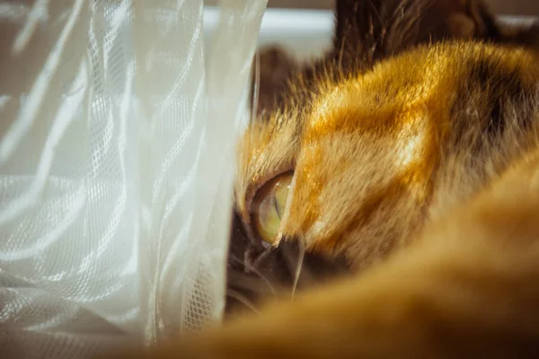 Dreifarbige Katze liegt auf der Fensterbank. Beige Vorhänge, weißer Tüll, durch Rollläden geschlossene Fenster. Nahaufnahme Haustier Chill an einem sonnigen Tag. — Stockfoto