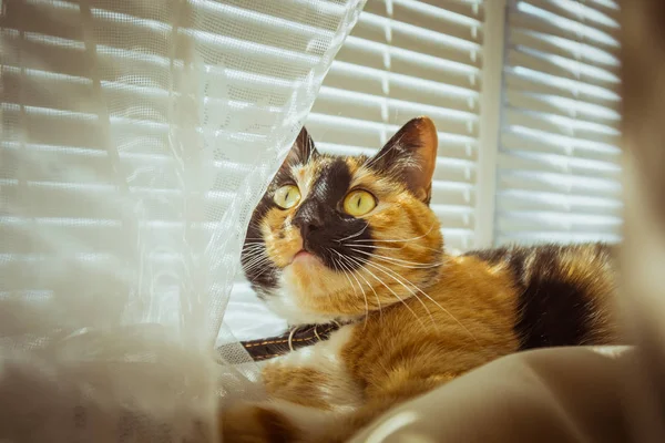 Gato tricolor encontra-se no peitoril da janela. cortinas bege, tule branco, janelas fechadas por persianas. closeup pet chill em um dia ensolarado . — Fotografia de Stock