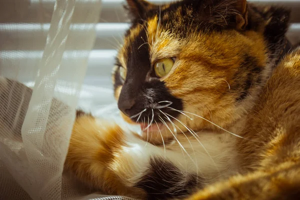 Tricolor macska fekszik az ablakpárkányon. bézs függöny, fehér tüll, ablakok zárva a redőnyök. Vértes kisállat hideg egy napsütéses napon. — Stock Fotó