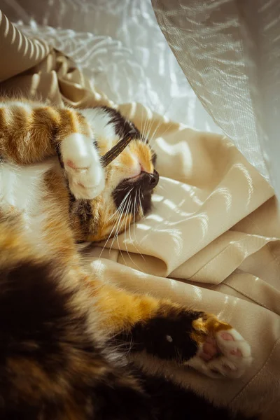 Gato tricolor está dormindo no peitoril da janela. cortinas bege, tule branco, janelas fechadas por persianas. closeup pet chill em um dia ensolarado . — Fotografia de Stock