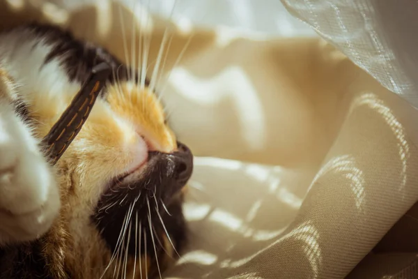 Dreifarbige Katze schläft auf der Fensterbank. Beige Vorhänge, weißer Tüll, durch Rollläden geschlossene Fenster. Nahaufnahme Haustier Chill an einem sonnigen Tag. — Stockfoto